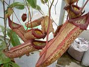 Nepenthes (x mixta) x maxima 3